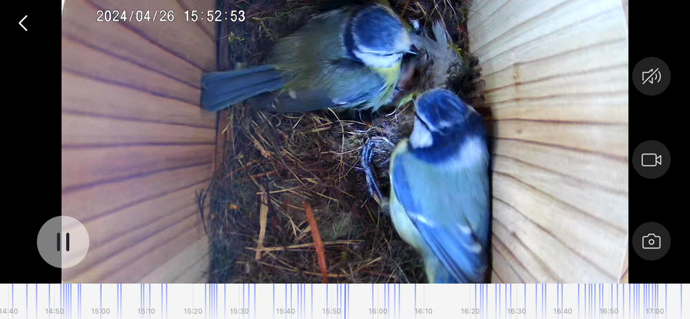 WiFi Battery Bird Box Camera with Solar Panel - Customer Photo From Stewart Nisbet