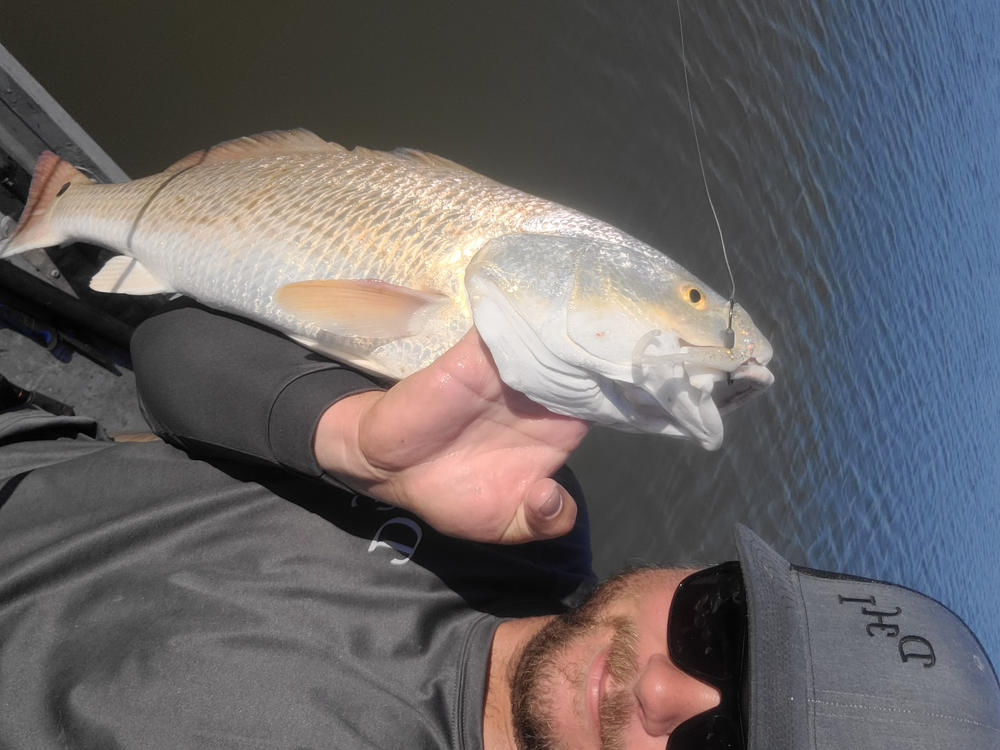 Baby Red Fish