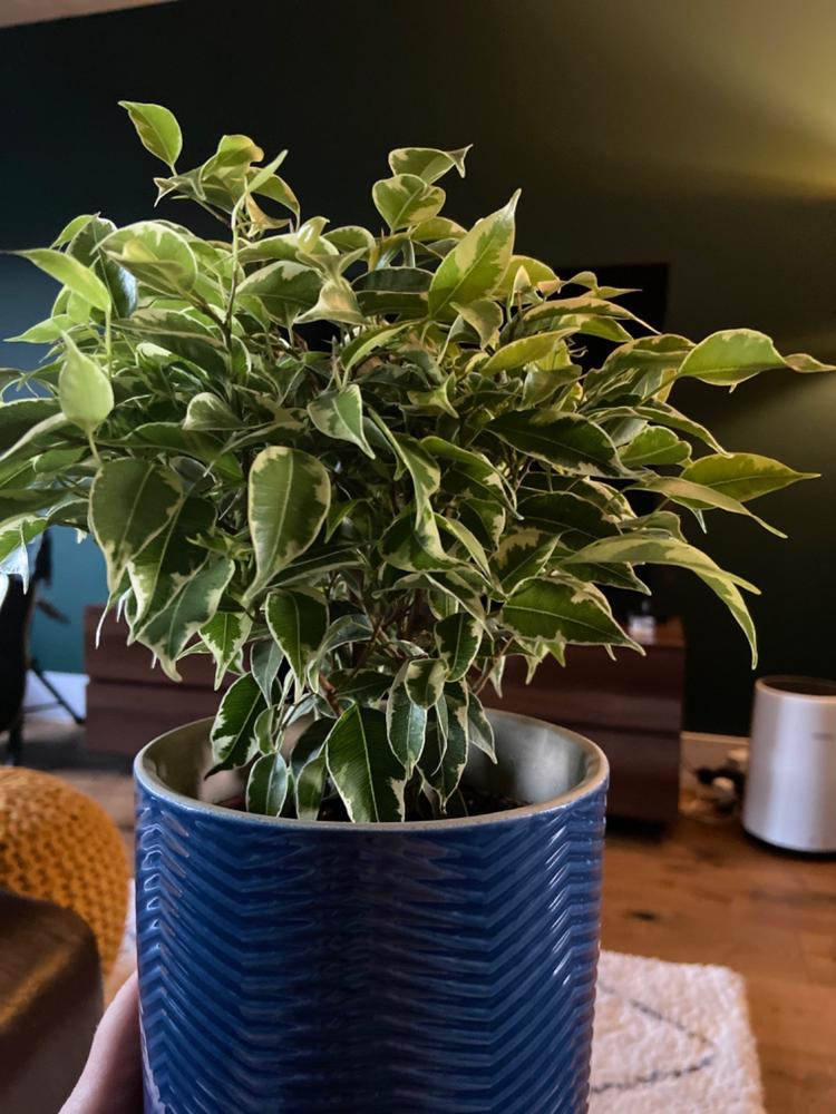 Weeping Fig 