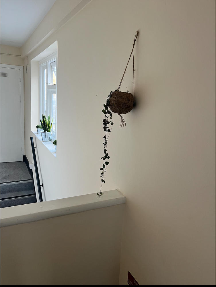 Set: String of Hearts with Eco Coconut Pot | Ceropegia Woodii - Customer Photo From Tove W.
