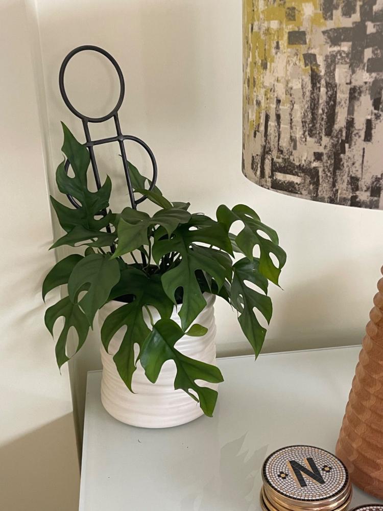 philodendron verrucosum fantasy Philodendron verrucosum 'Fantasy' | Plants