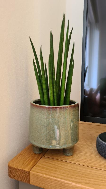Rare Mikado Snake Plant: Exotic Succulent for Dry Climates  Bloombox Club