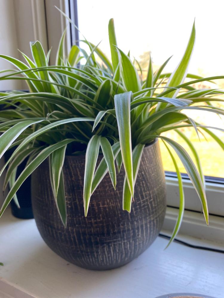Plant Subscription Box - Customer Photo From Frederick B.