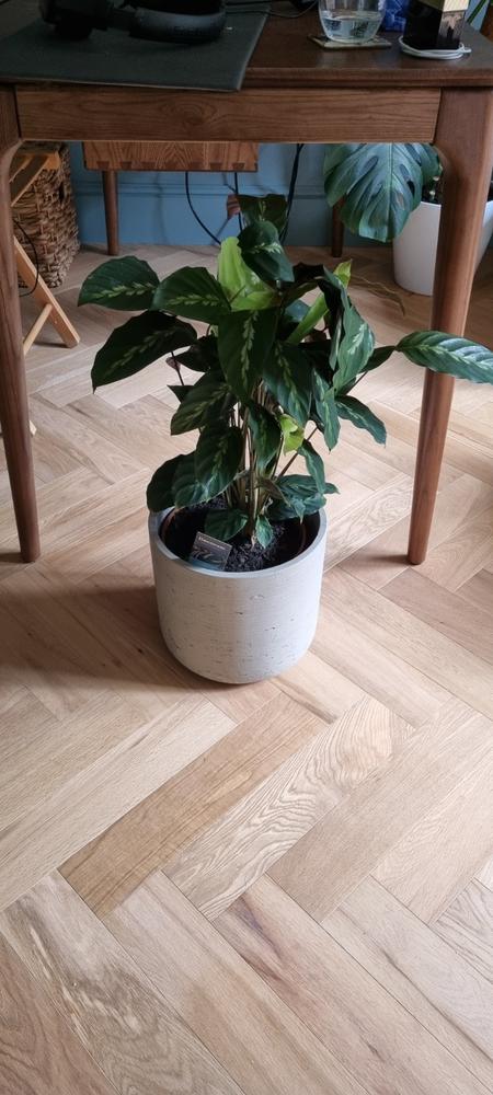 Calathea 
