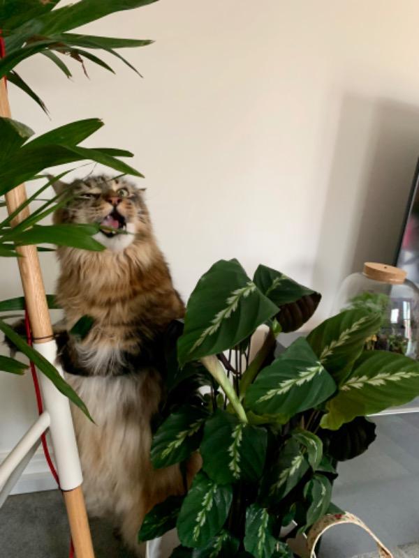 Calathea 