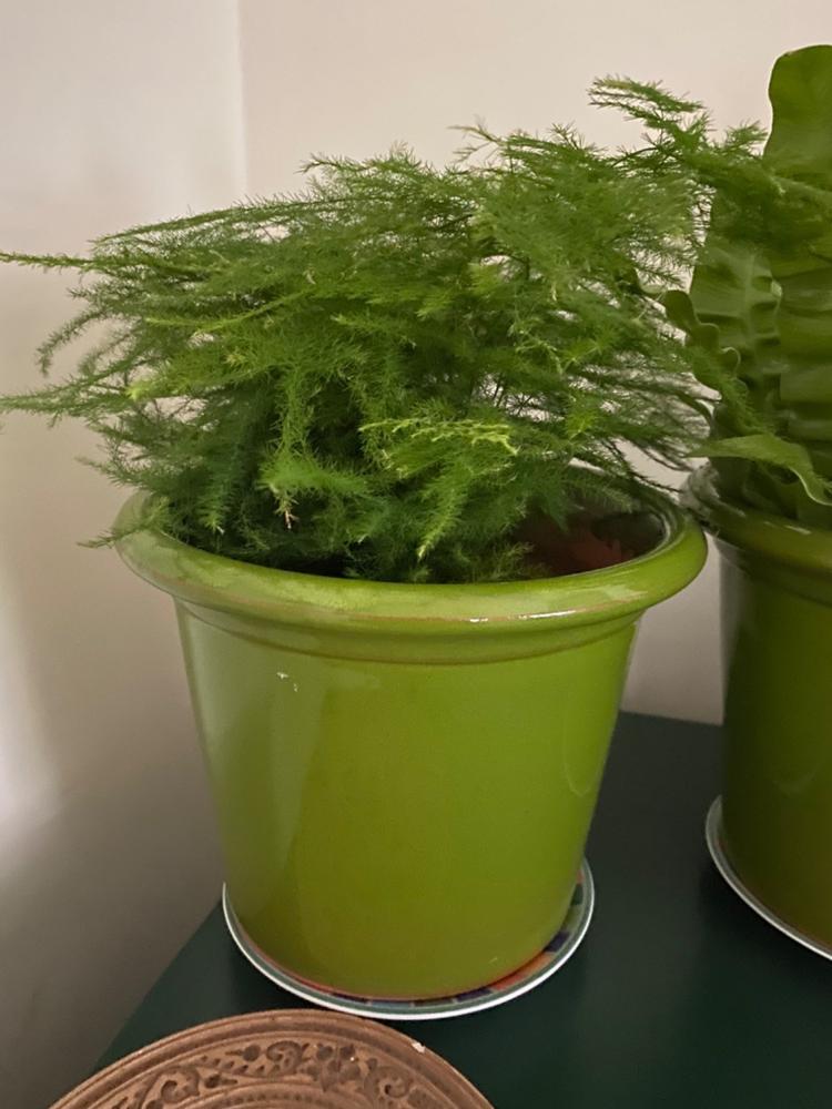 Lace Fern | Asparagus Setaceus - Customer Photo From Carol L.