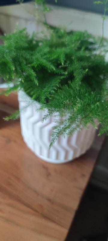 Lace Fern | Asparagus Setaceus - Customer Photo From Joanne D.
