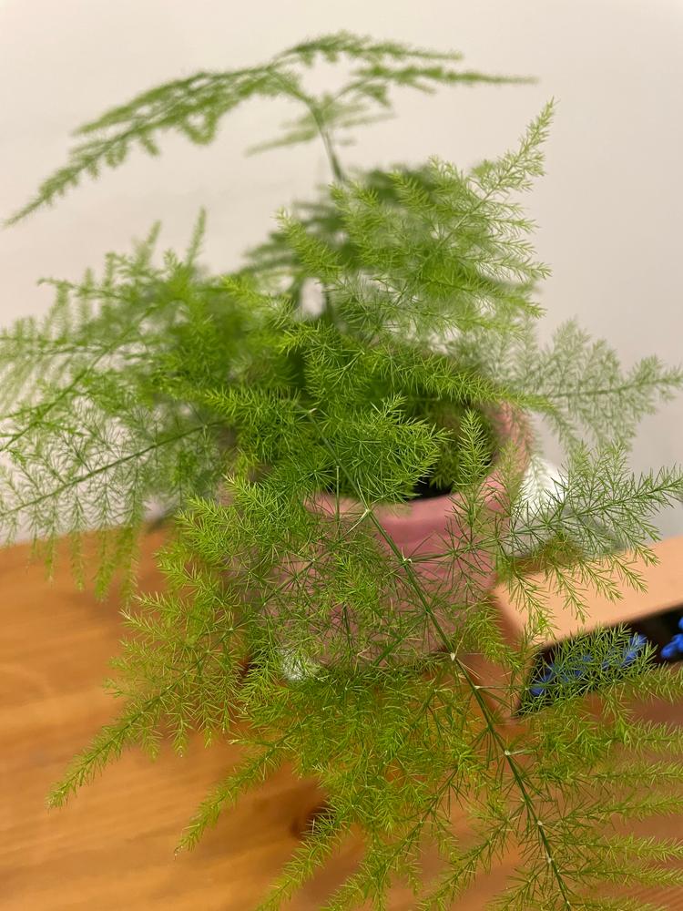 Lace Fern | Asparagus Setaceus - Customer Photo From Anusha V.