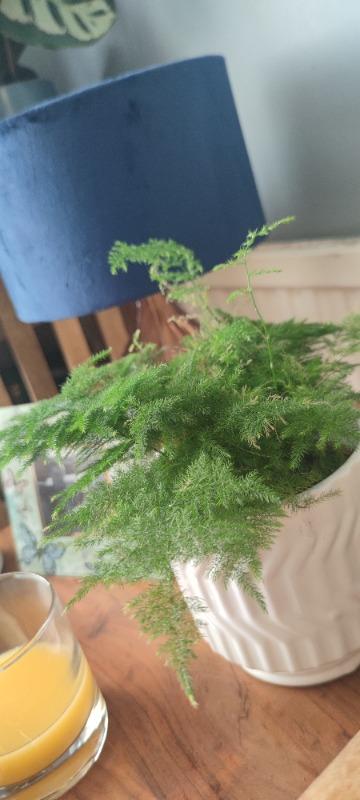 Lace Fern | Asparagus Setaceus - Customer Photo From Joanne Dwyer