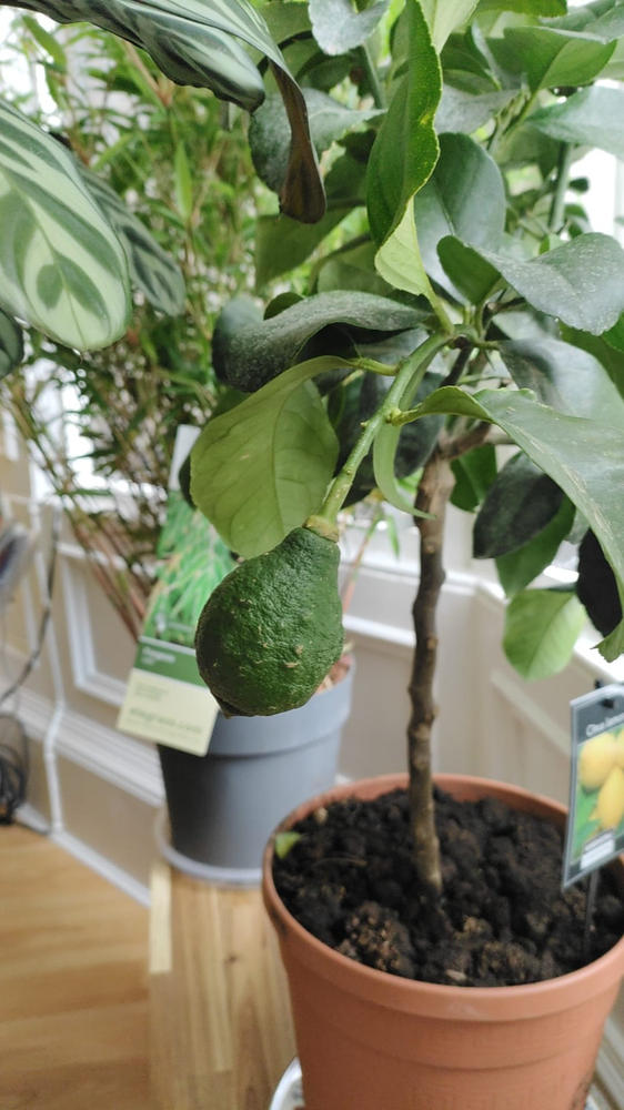Lemon Tree  | Citrus Limon - Customer Photo From Fung C.