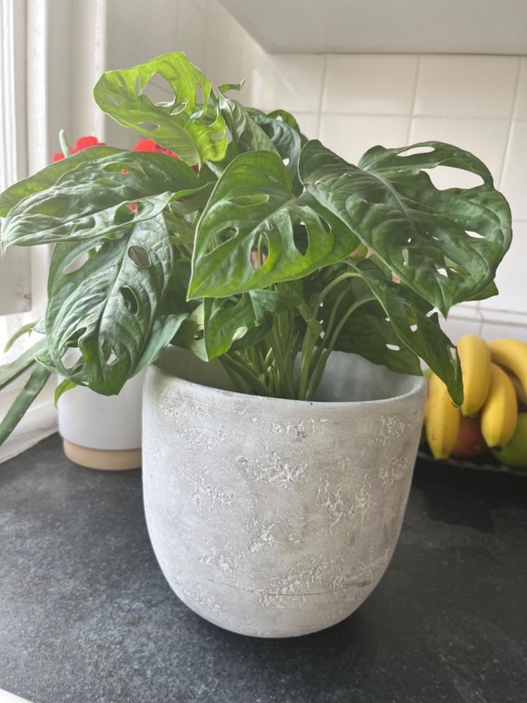 Cement Pot 