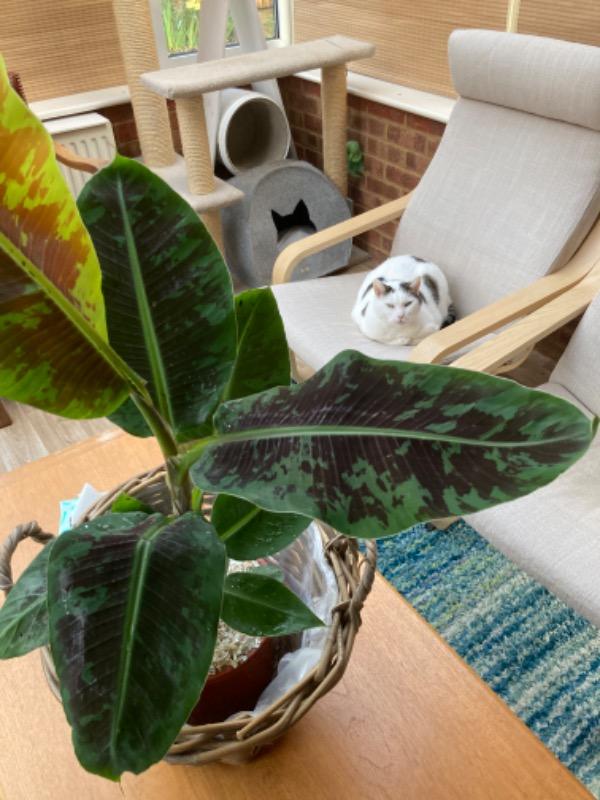 Banana Plant Dwarf Cavendish | Musa Acuminata Dwarf Cavendish - Customer Photo From Helena A.