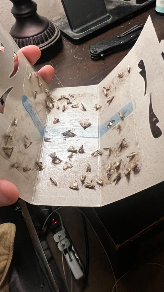 Dr. Killigan's Premium Clothing Moth Traps with Pheromones