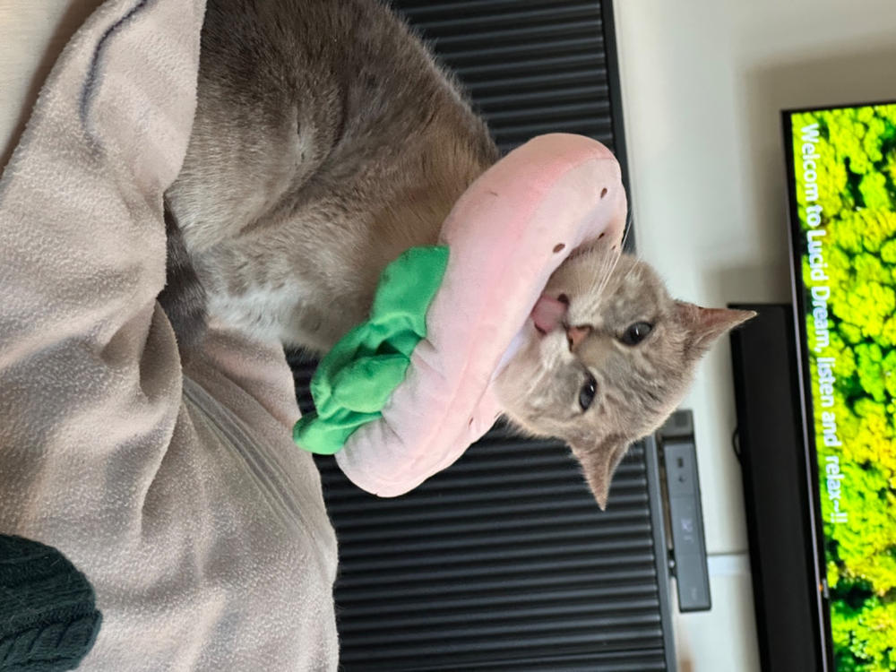 Pet Food Intolerance Test Discover Root Cause Of