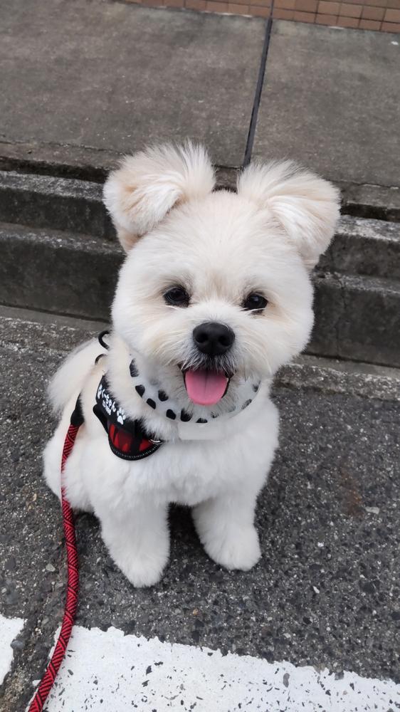 【新色】GO! with PUPPY 1.5M ドックリード 散歩 ドックラン 小型犬 中型犬 大型犬 - Customer Photo From ユカ キノシタ