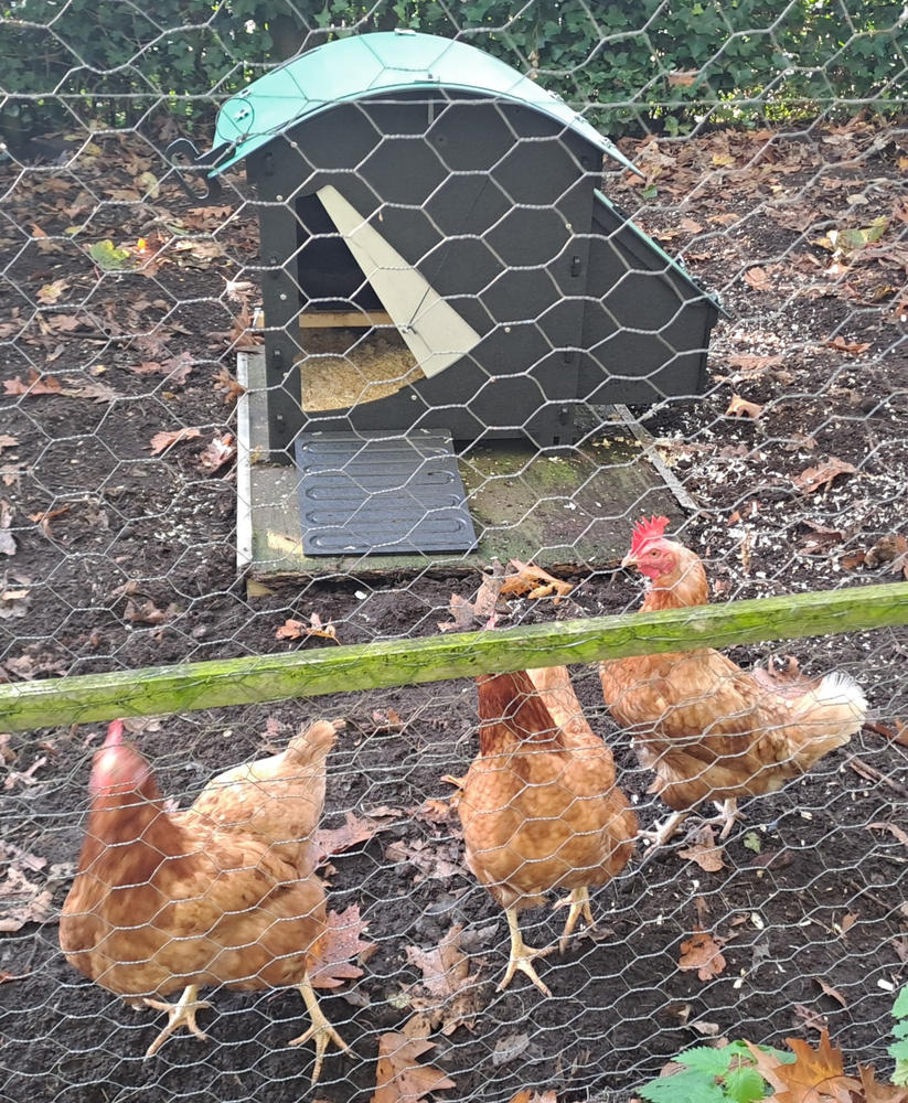 Chicken Coop - Customer Photo From Anonymous