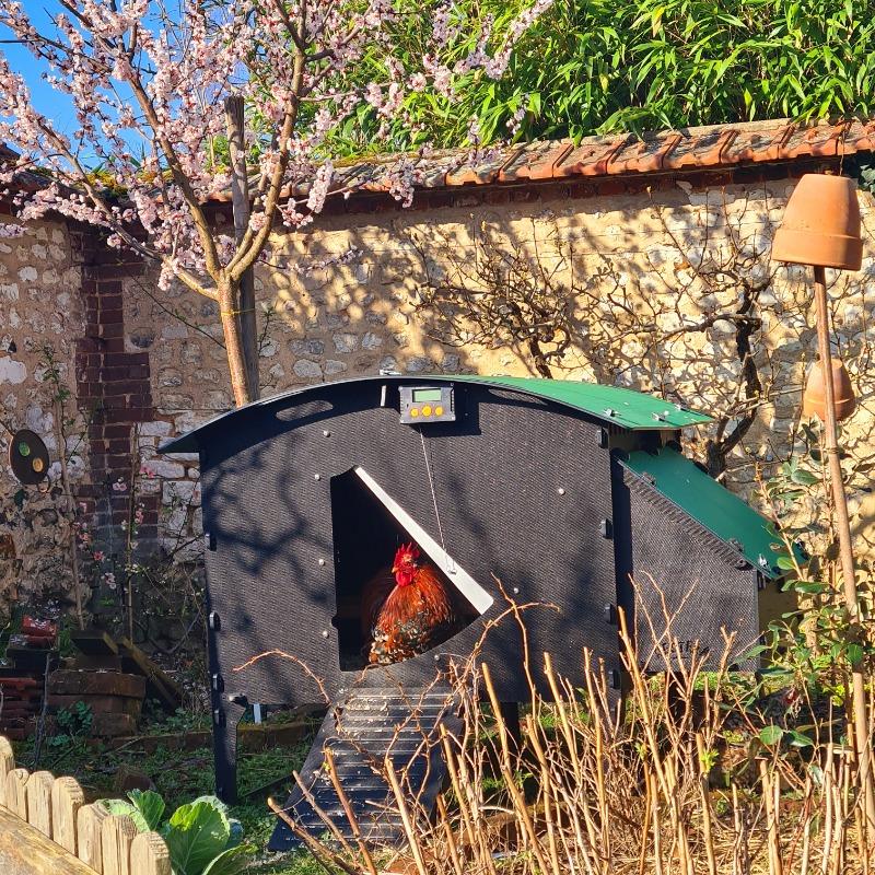 Chicken Coop - Customer Photo From Nicolas Clet