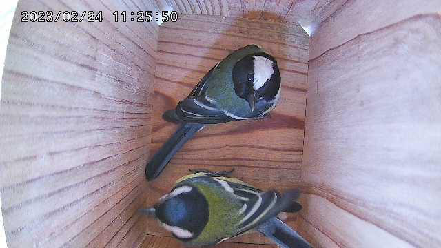 WiFi Battery Bird Box Camera with Solar Panel - Customer Photo From Clément 