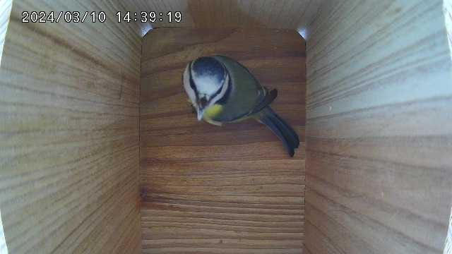 WiFi Battery Bird Box Camera with Solar Panel - Customer Photo From Valentine Laloux