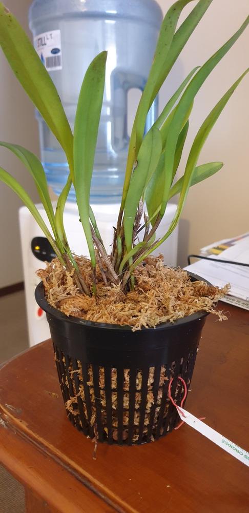 Premium sphagnum moss for orchid growers - Bonsai Tree (Pty) Ltd.