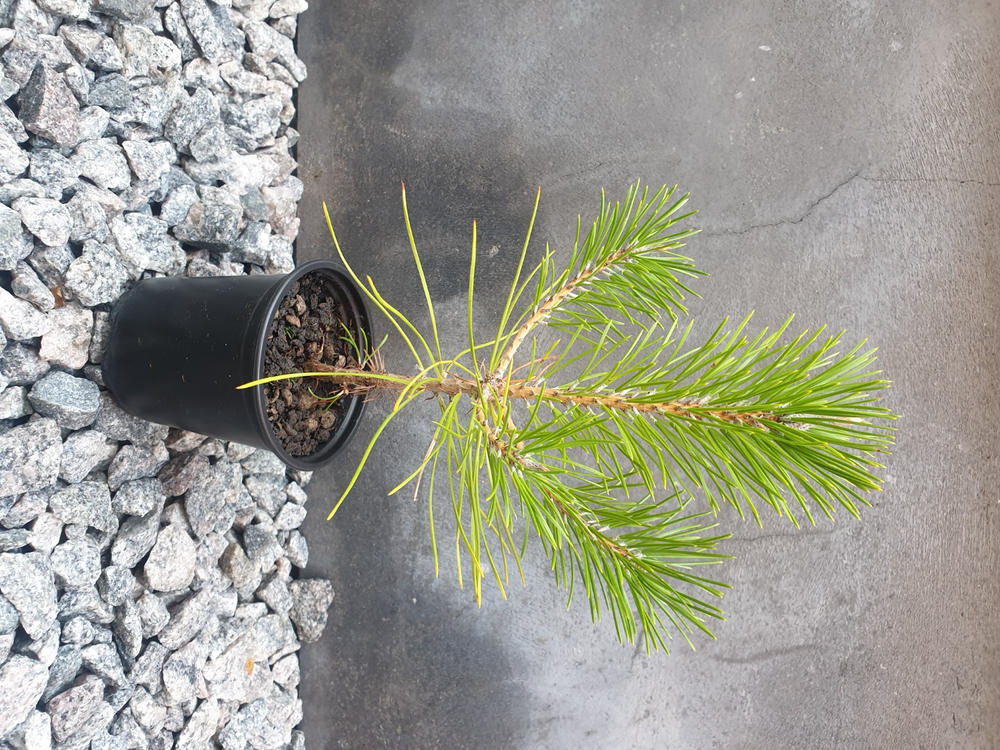 Japanese Black Pine Stock - Customer Photo From Arie Gerhardus Scheepers