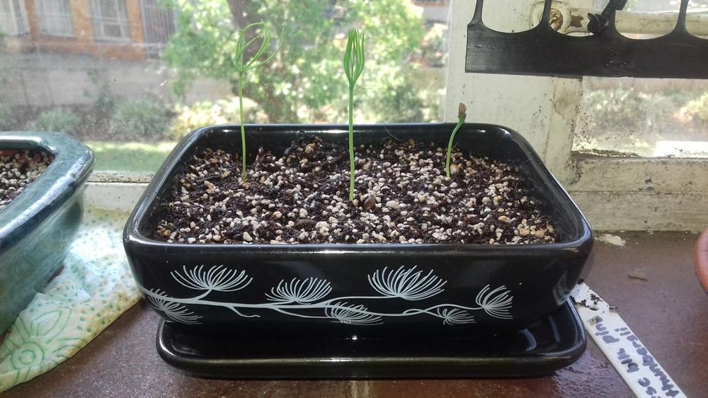 Black Pine Bonsai Growing Kit - Customer Photo From Robyn Skevington