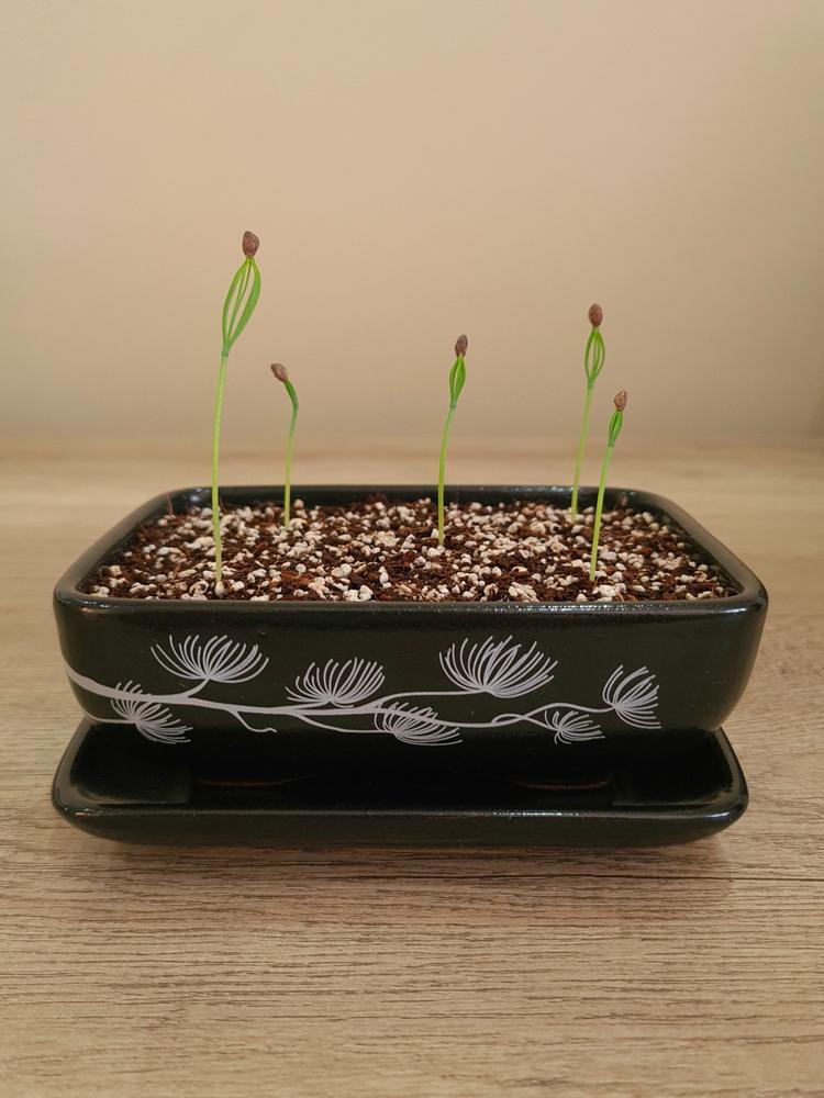 Black Pine Bonsai Growing Kit - Customer Photo From Trevarn