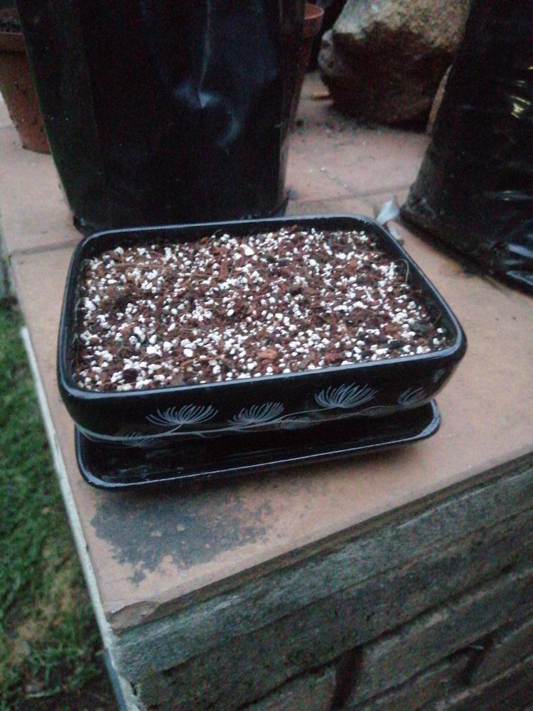 Black Pine Bonsai Growing Kit - Customer Photo From Dwayne Van der merwe