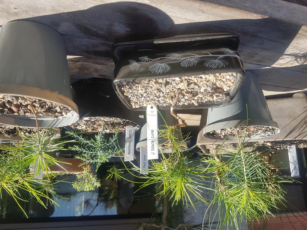 Black Pine Bonsai Growing Kit - Customer Photo From Jason 
