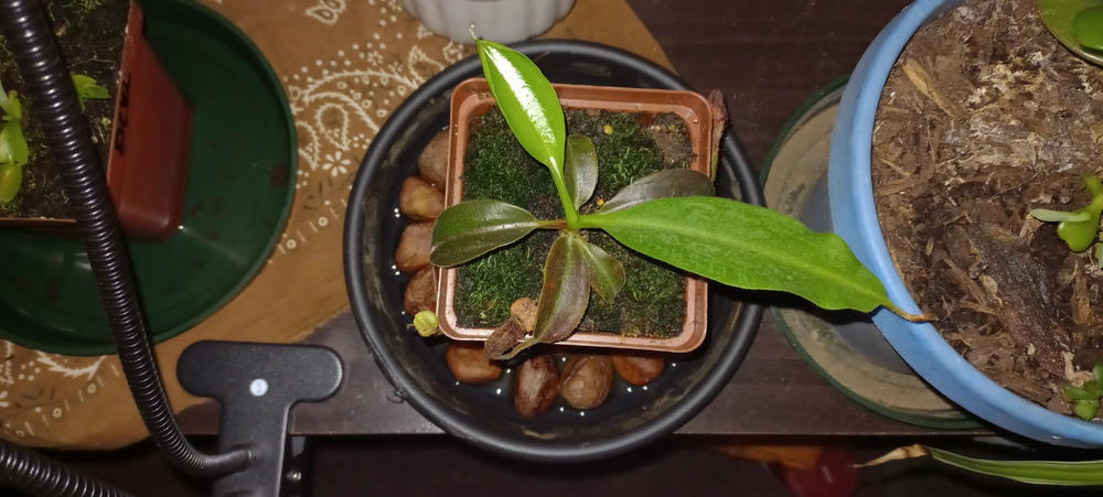 Tropical Pitcher, Nepenthes 