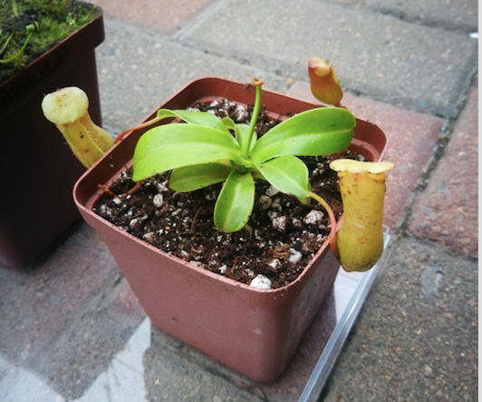 Tropical Pitcher, Nepenthes 