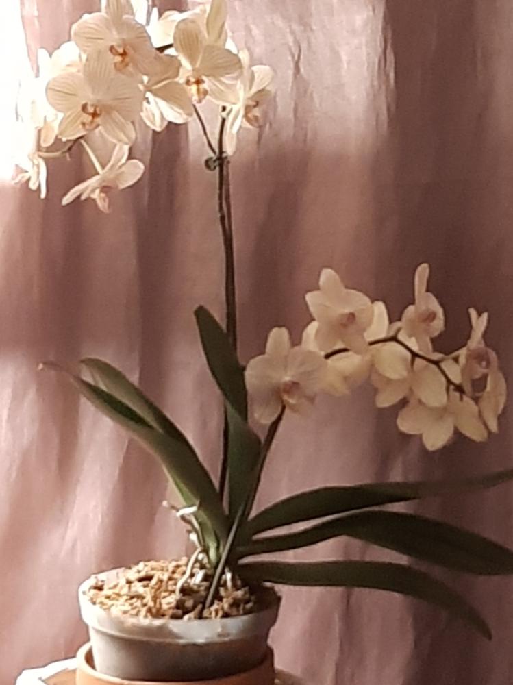 Orchid Plastic Pot, Clear, Large,18cm. - Customer Photo From Fransa Quinn