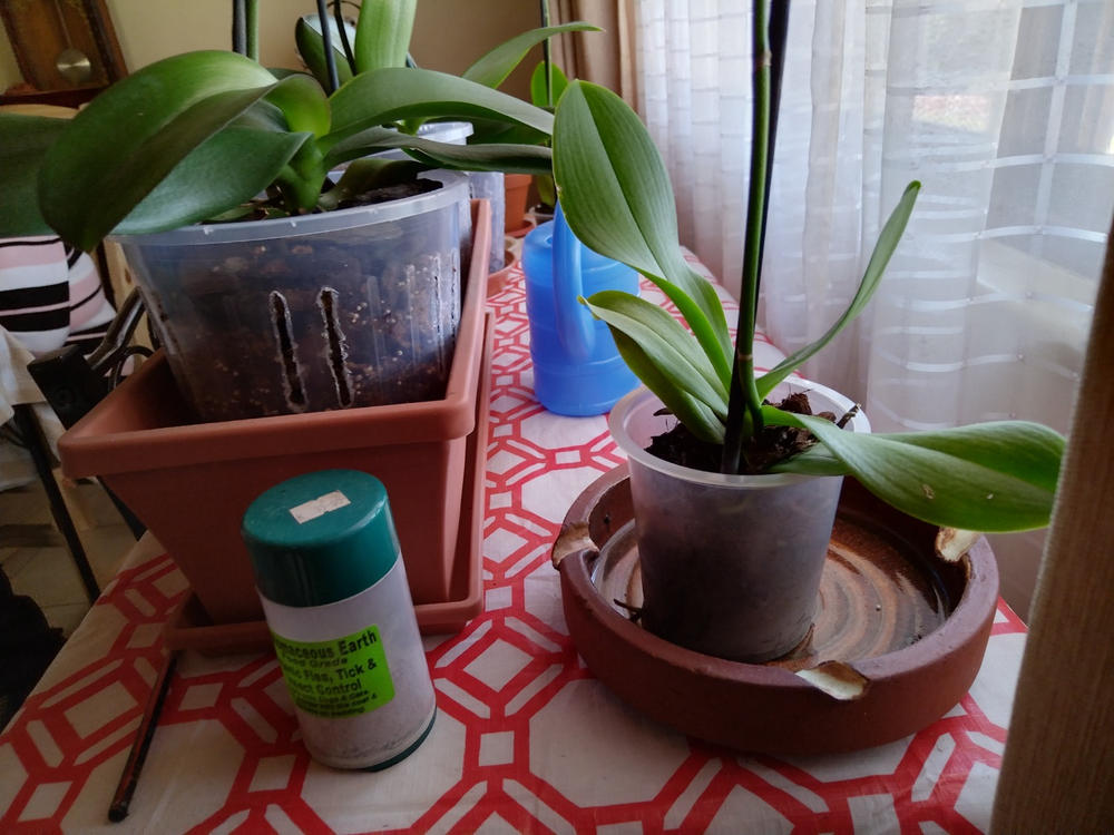 Orchid Plastic Pot, Clear, Large,18cm. - Customer Photo From Vaughan Wood