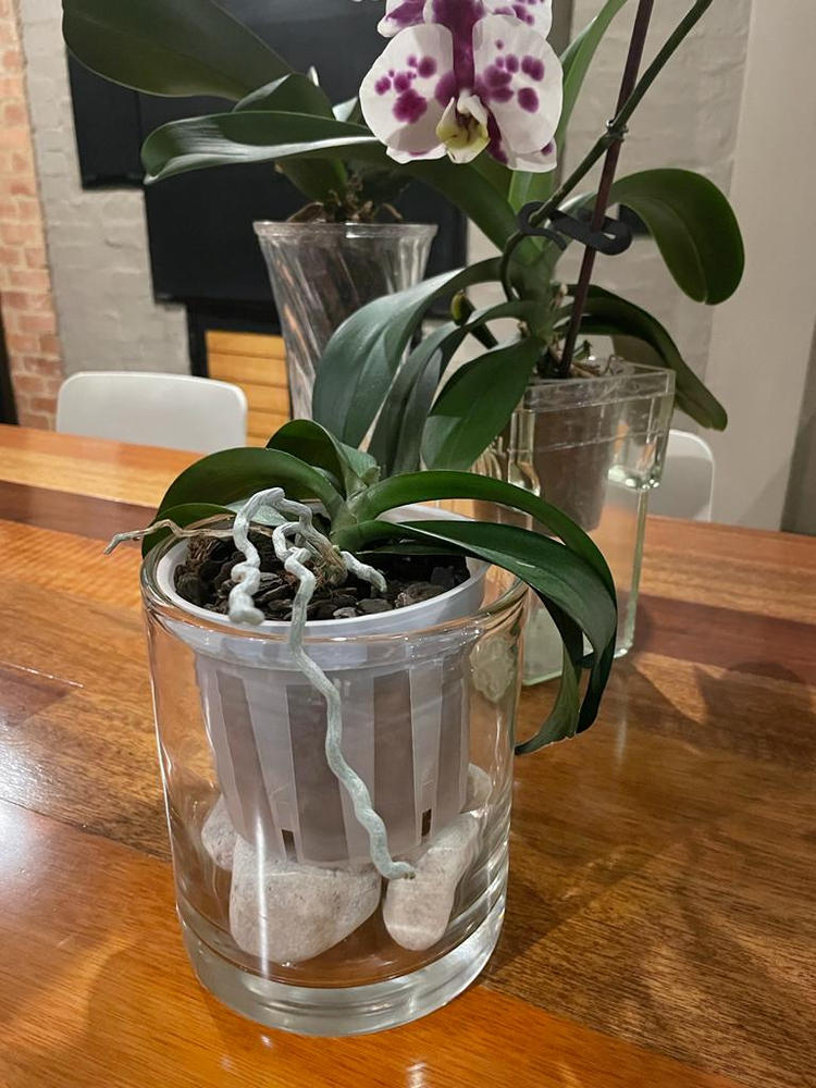 Orchid Plastic Pot, Clear, Large,18cm. - Customer Photo From Tania J.