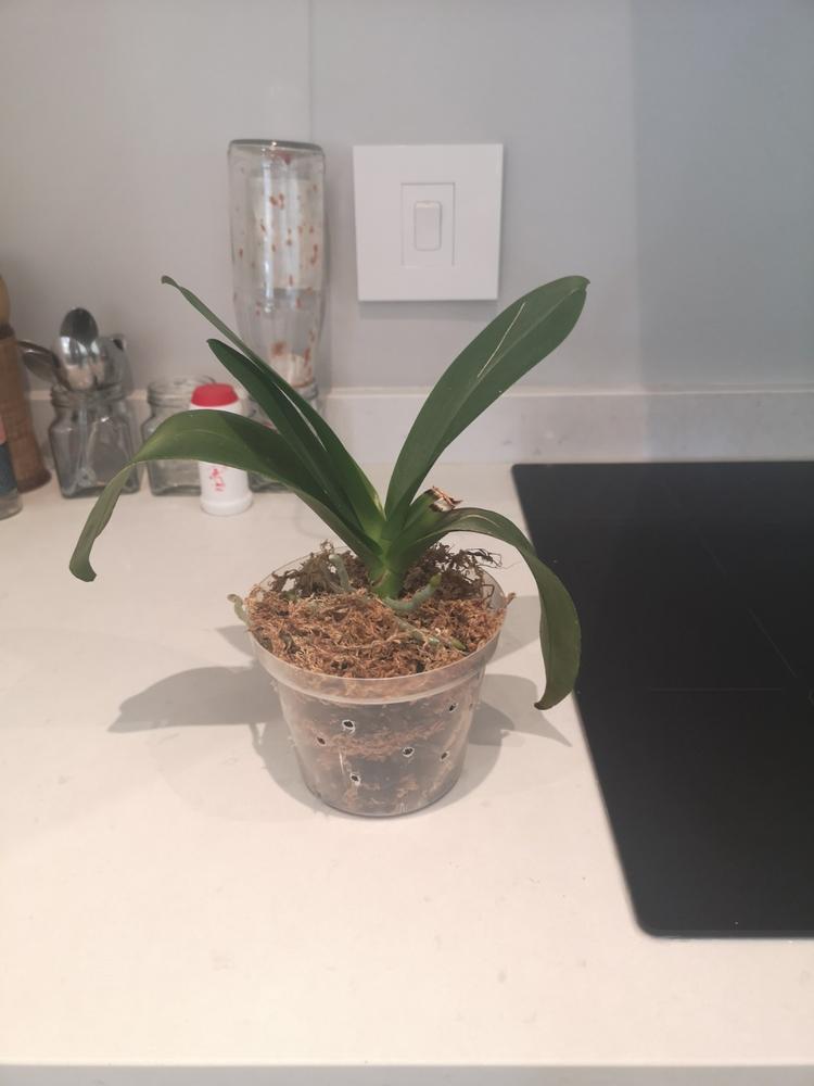 Orchid Plastic Pot, Clear, Large,18cm. - Customer Photo From Barbara Hickley 
