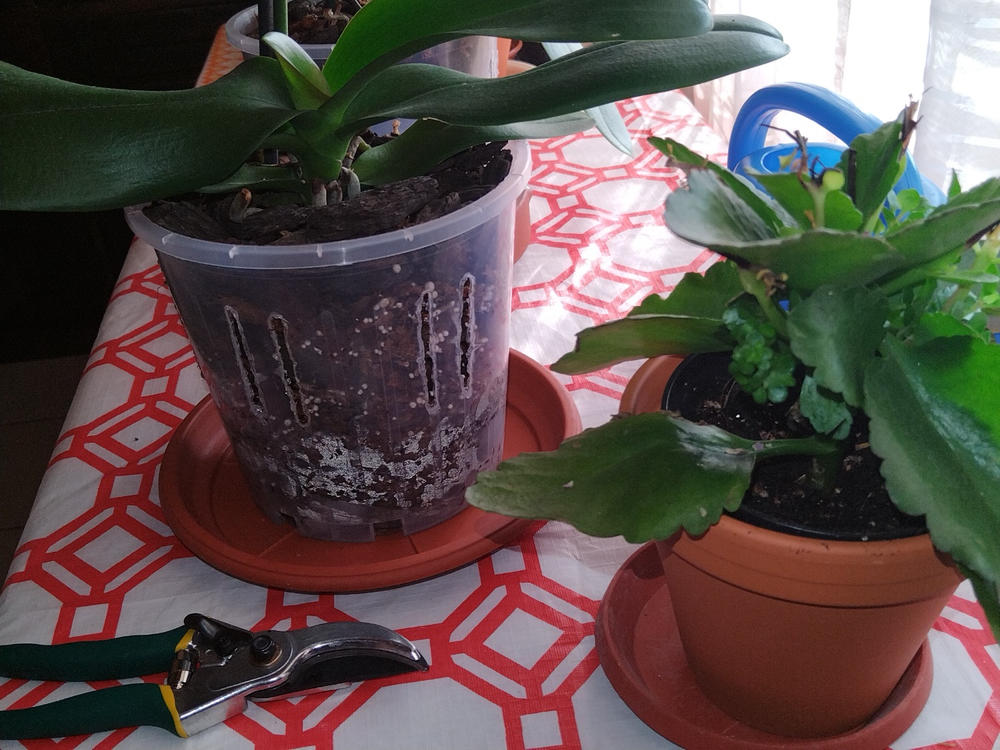 Orchid Plastic Pot, Clear, Large,18cm. - Customer Photo From Vaughan Wood