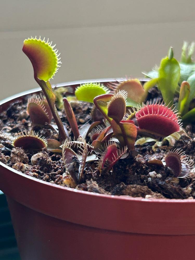 Venus Fly Trap, 'Petite Dragon' Special Import Plant - Bonsai Tree