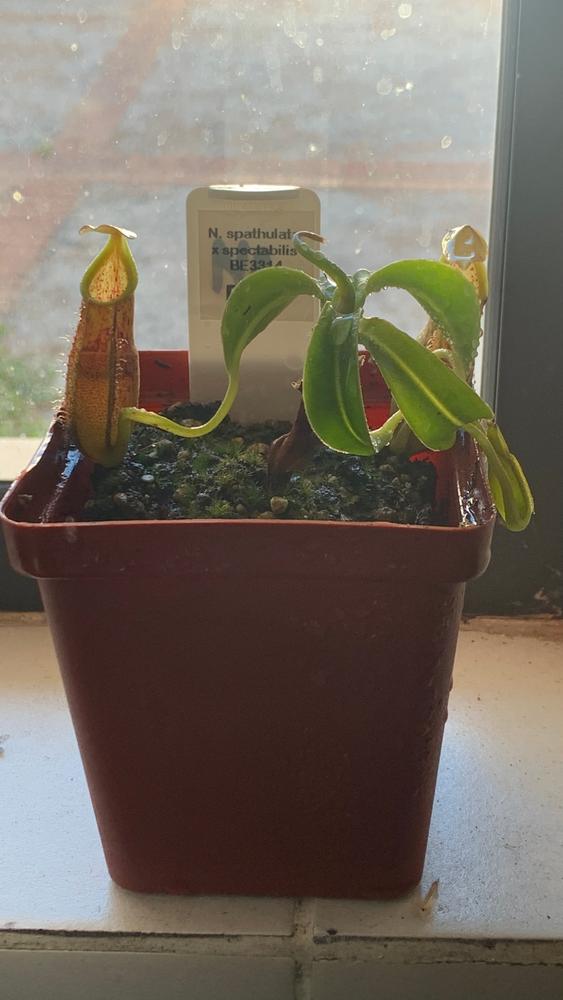 Tropical Pitcher, Nepenthes spathulata x spectabilis - Customer Photo From Clifford Black