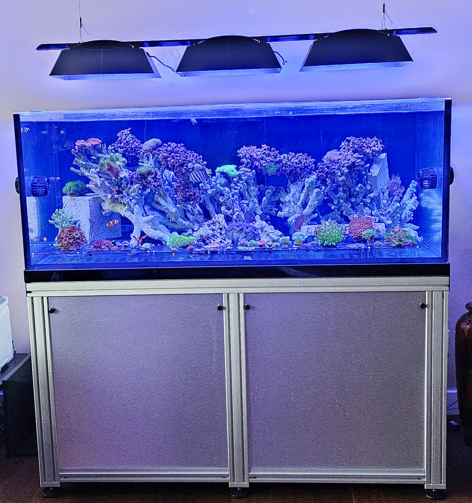 INFINIA Reef 150.4 - Powerful Marine Audio Amplifier  Waterbox Aquariums