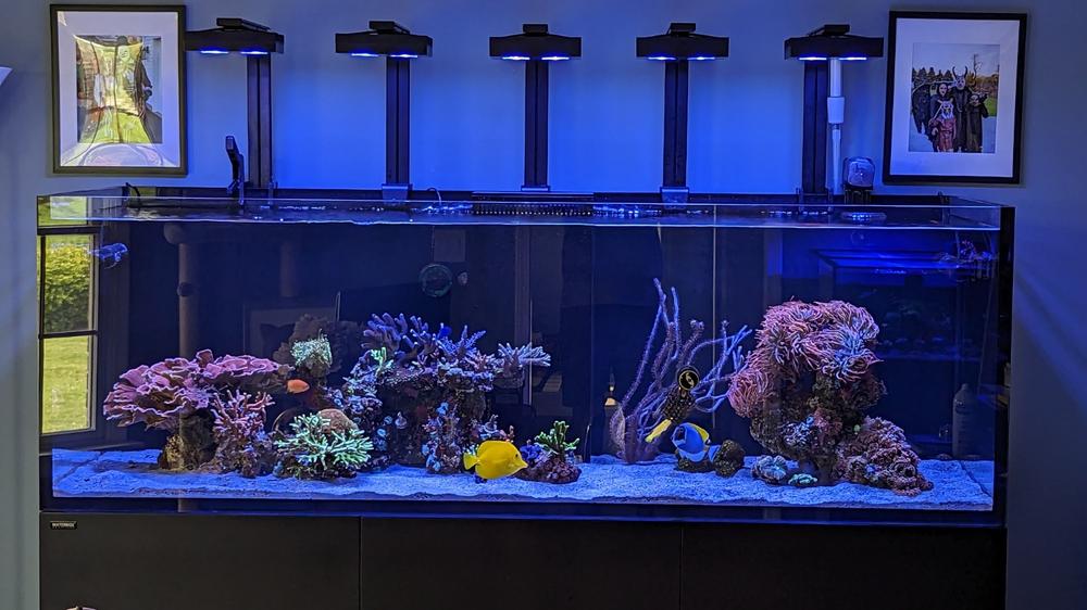 INFINIA Reef 230.6 - Customer Photo From Nicholas C.