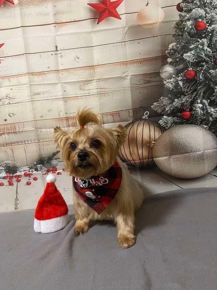 Aniflexi HA Mini - ízületvédelem mini méretű kutyáknak - Customer Photo From Kecskésné Bekó Bernadett 