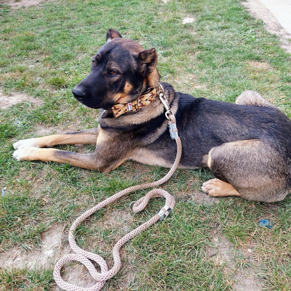 Erős kötélpóráz kutyáknak, El Perro CHROME BULL, 180 cm - Customer Photo From Kata Kovács