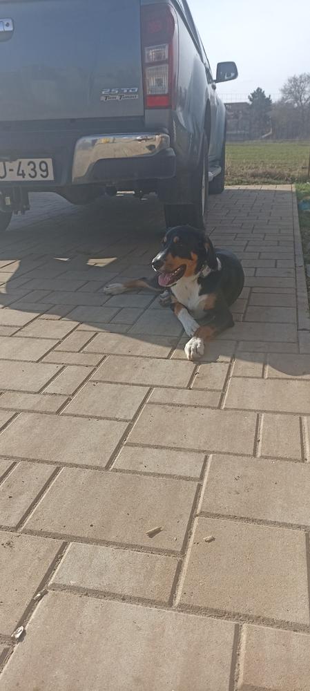 Erős kutya nyakörv, El Perro, 4 cm széles, JUICY TRIPLE KENNEL - Customer Photo From Farkas Tünde 