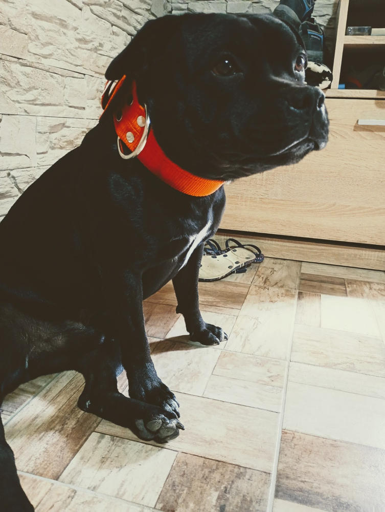 Erős nyakörv kutyáknak, El Perro JUICY STRONG, 5 cm - Customer Photo From Hajas Melinda 