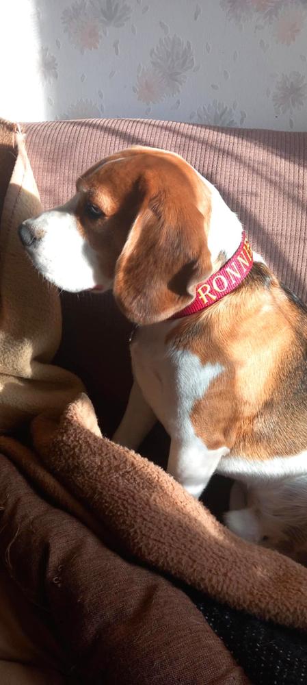 Kutya nyakörv, El Perro JUICY DOUBLE, 3 cm széles - Customer Photo From Anonymous