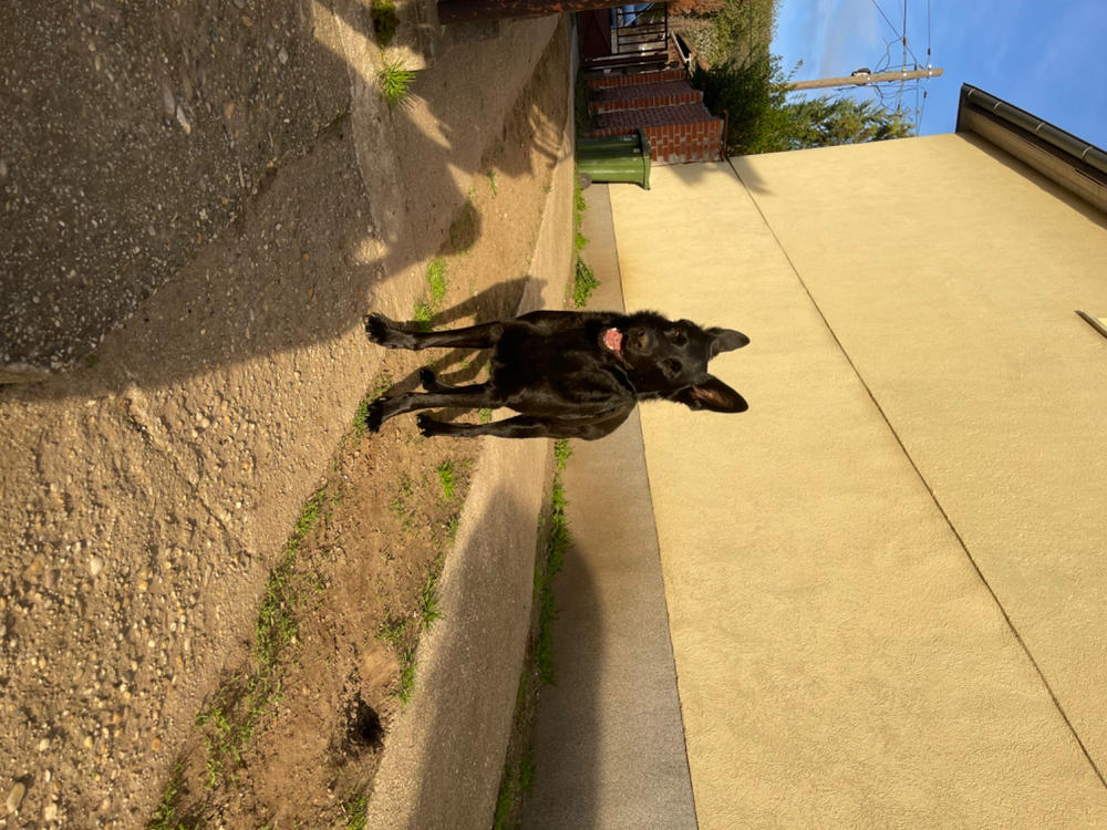 Aniflexi + csúcs ízületvédő, porcerősítő kutyáknak 150g - Customer Photo From Anonymous