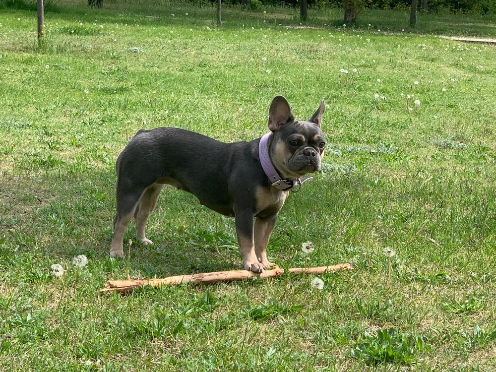 Aniflexi + csúcs ízületvédő, porcerősítő kutyáknak 150g - Customer Photo From Anikó Lázár