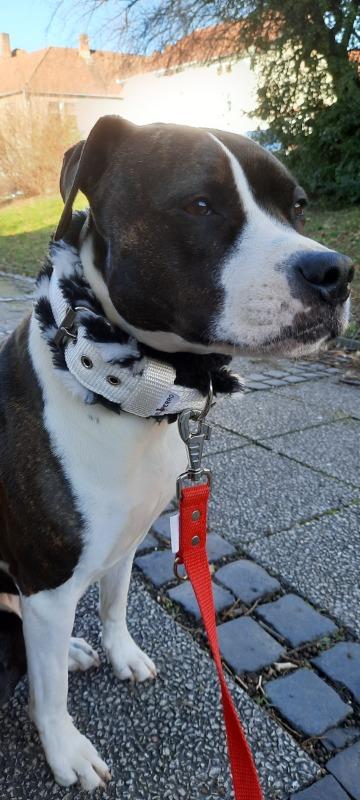 Trendi, erős kutya nyakörv, El Perro, szőrös béléssel - Customer Photo From Anonymous