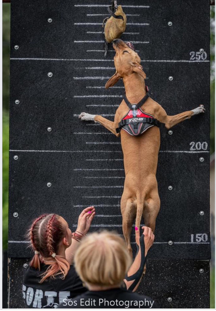 Muscle Booster izomépítő kutyának 400g - Customer Photo From Anonymous