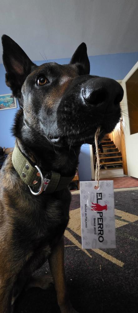 Bélelt kutya nyakörv, El Perro, 5 cm széles - Customer Photo From Kovács Dániel 
